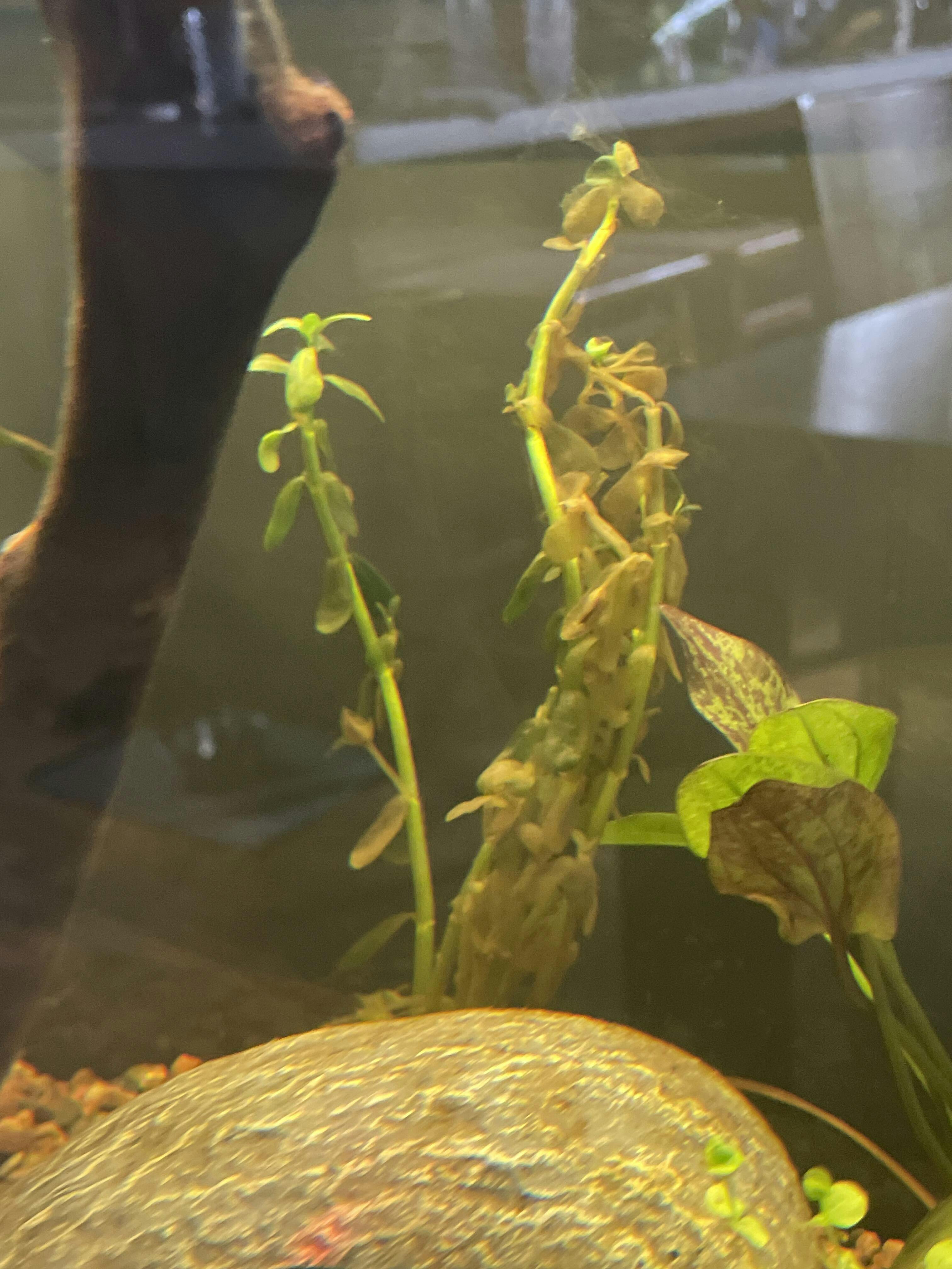 Moneywort Fish Tank Plants Live Aquarium Plants for Sale Aquarium