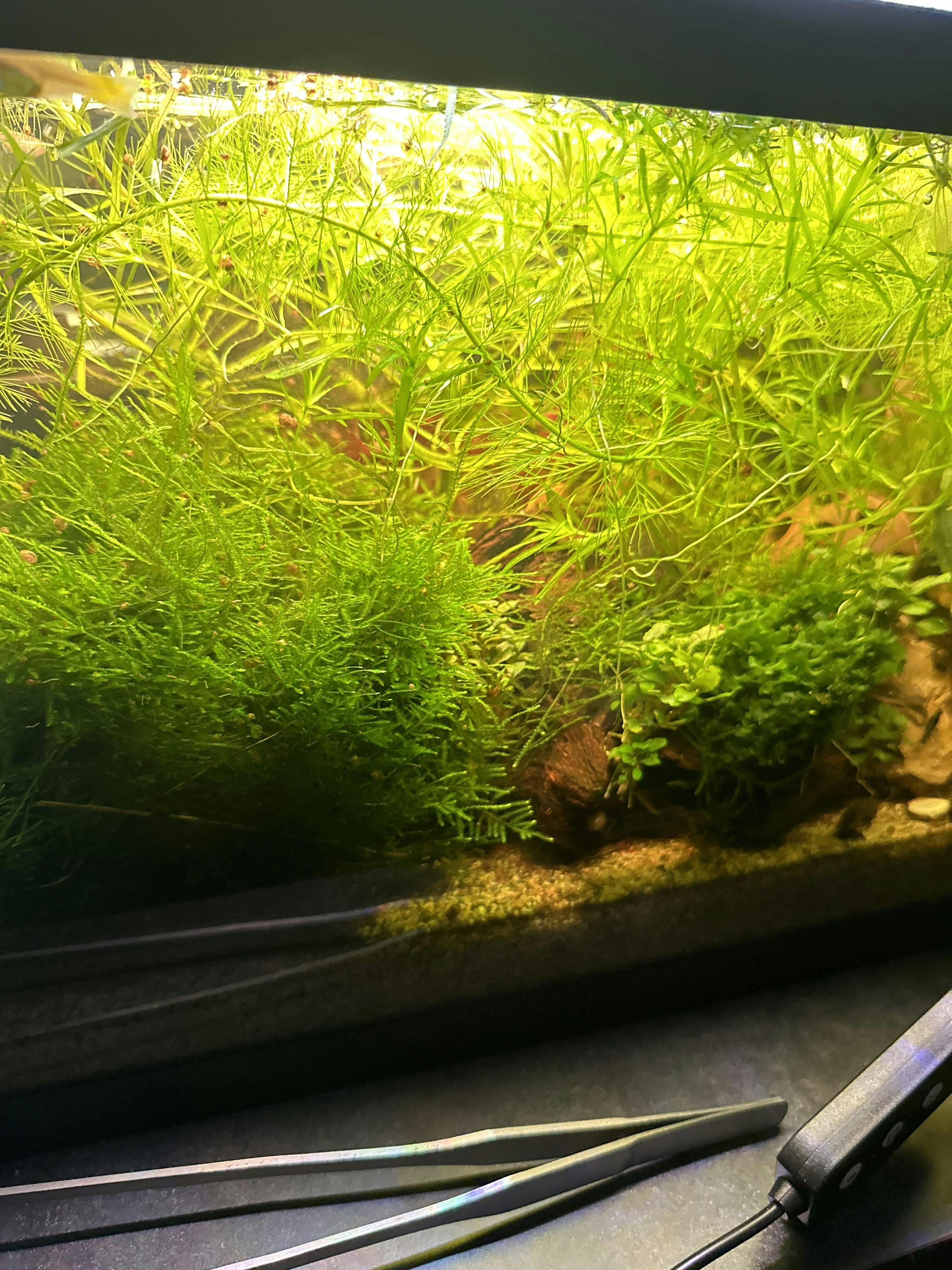 Java Moss Java Moss for Sale Live Aquarium Moss on Mesh Aquarium