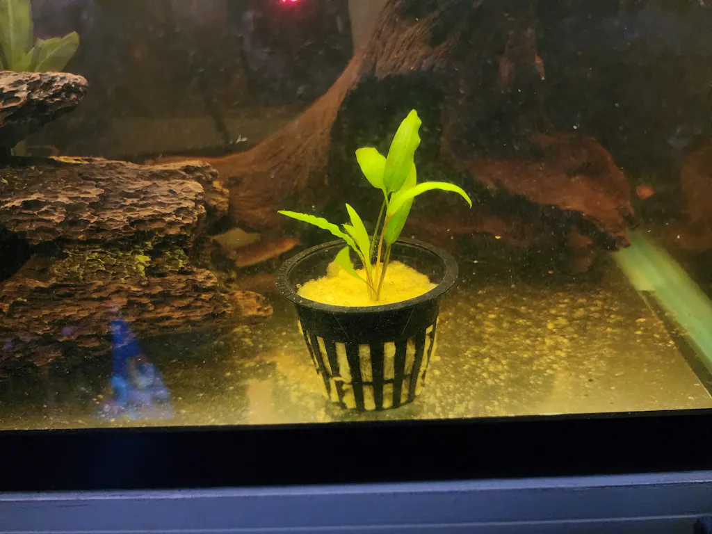 Cryptocoryne Wendtii "Green" Live Aquarium Plants for Sale Aquarium