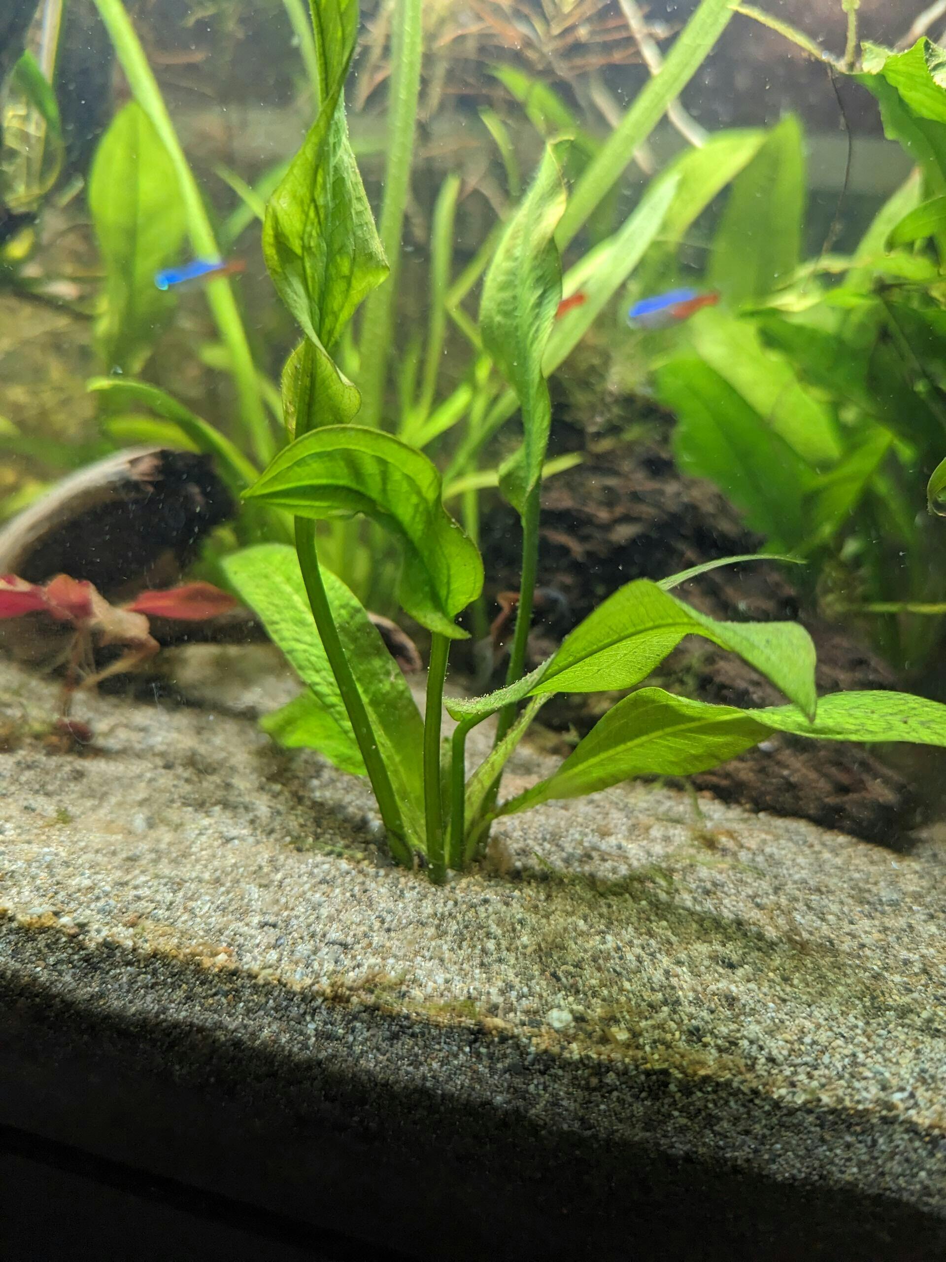 Amazon Sword Plant | Fish Tank Plants | Live Aquarium Plants for Sale ...