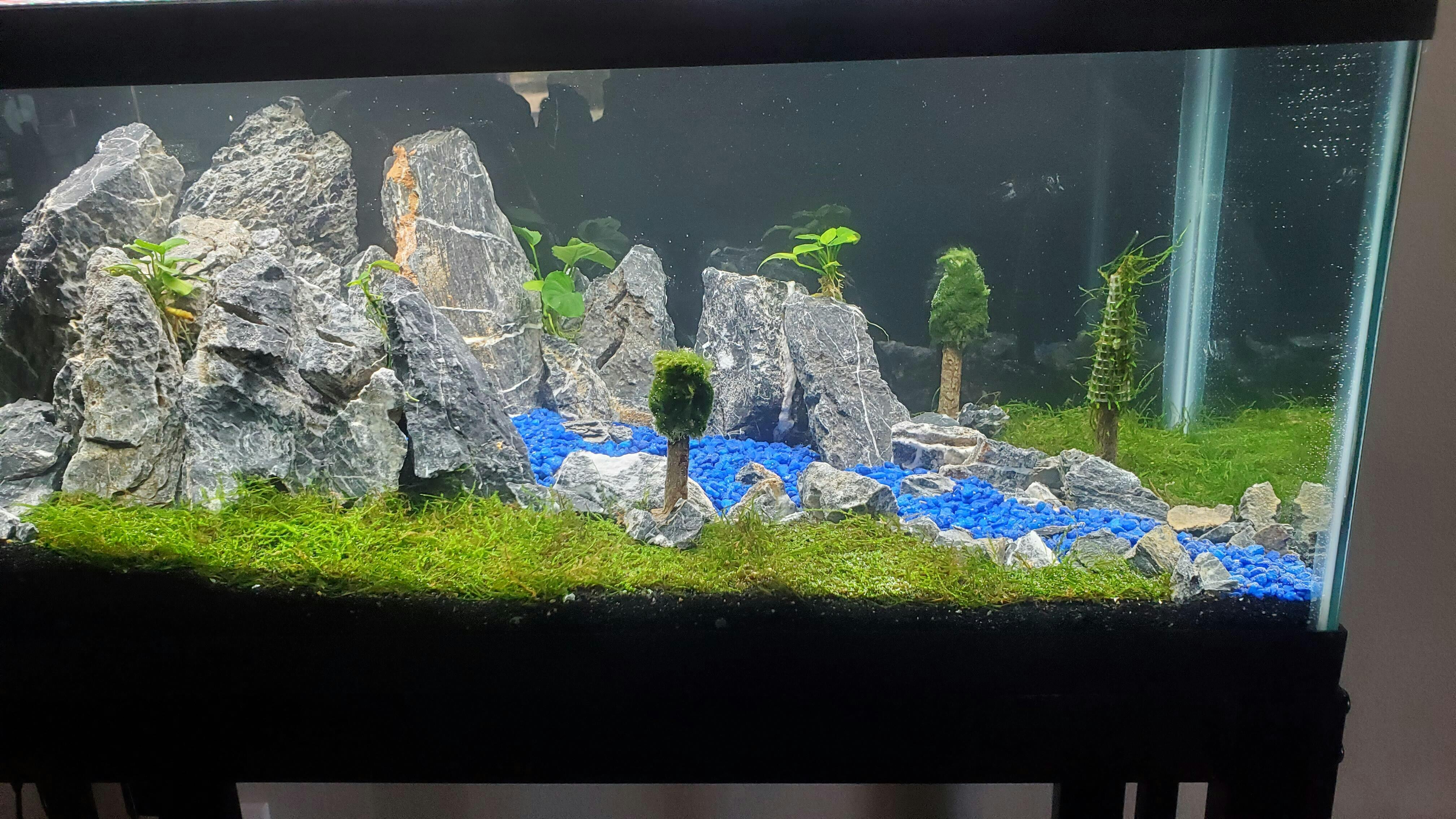 Java Moss Java Moss for Sale Live Aquarium Moss on Mesh Aquarium