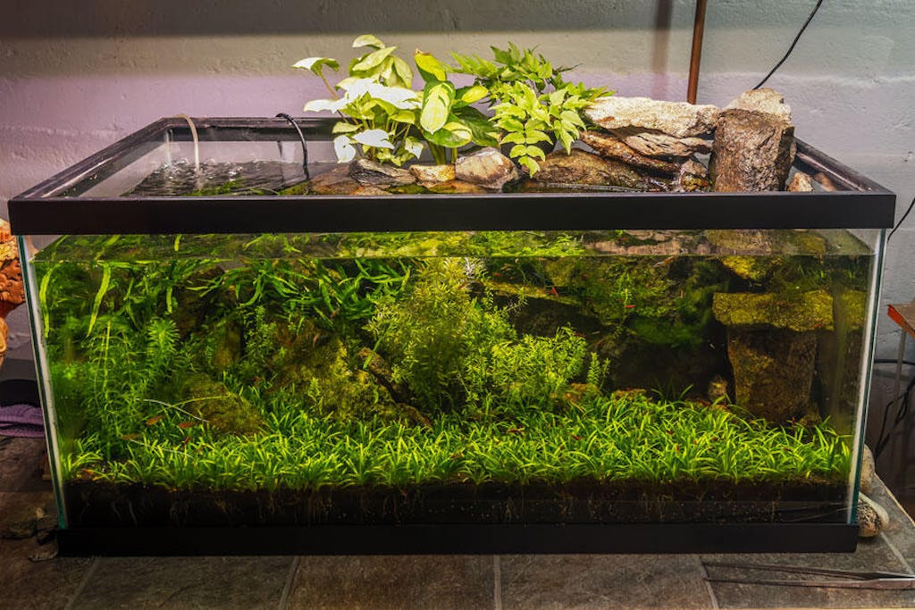 Aquarium CoOp Easy Fry Food Aquarium Fish Food for Nano Fish & Fry