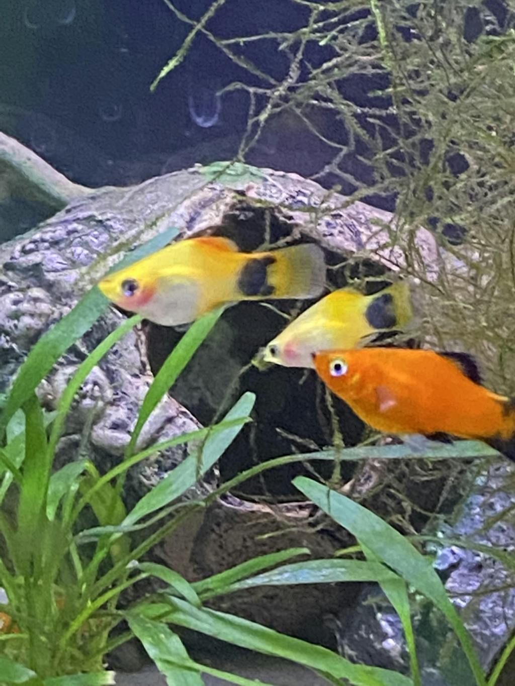 Aquarium Solutions Ultimate Water Conditioner Aquarium Dechlorinator