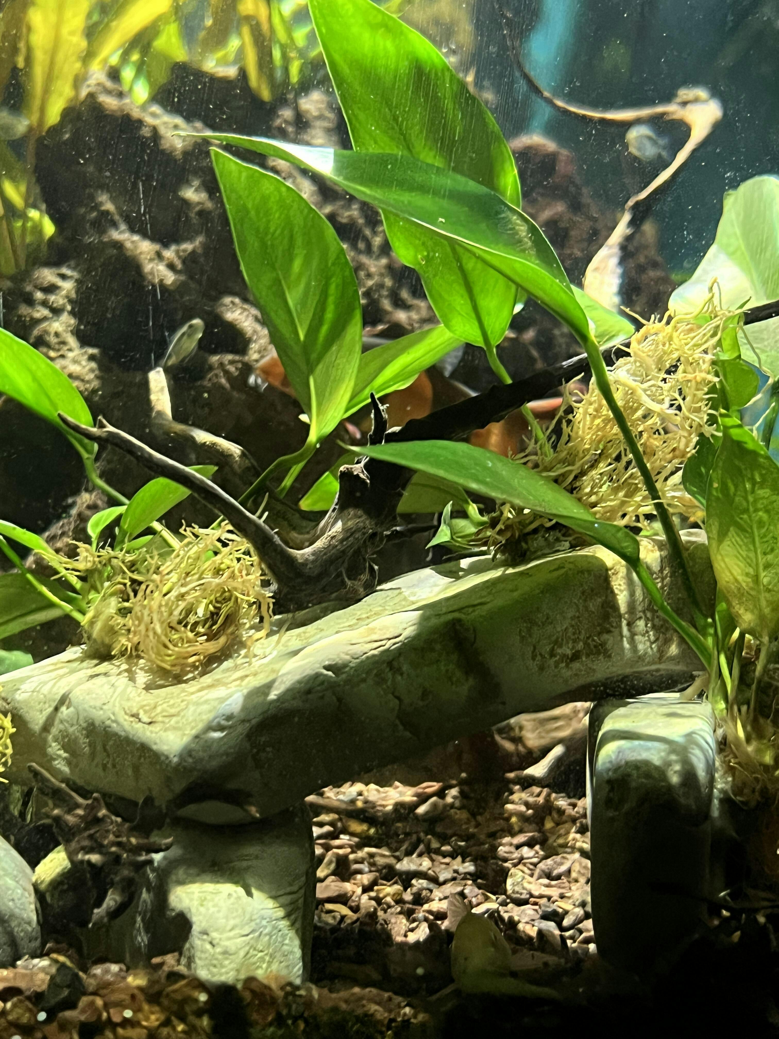 Anubias Nangi | Fish Tank Plants | Live Aquarium Plants for Sale ...