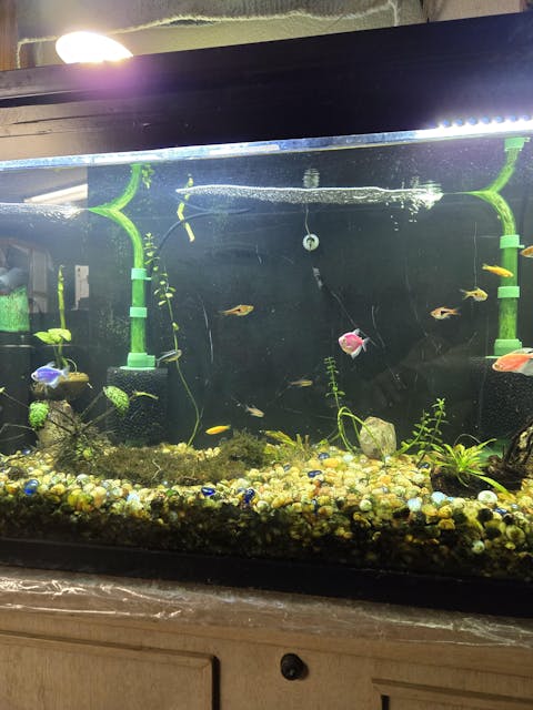 Black Easy Flow Sponge Filter (fine)