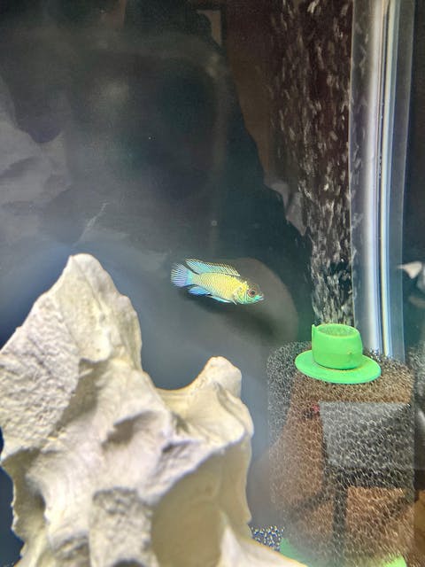 Black Easy Flow Sponge Filter (fine)