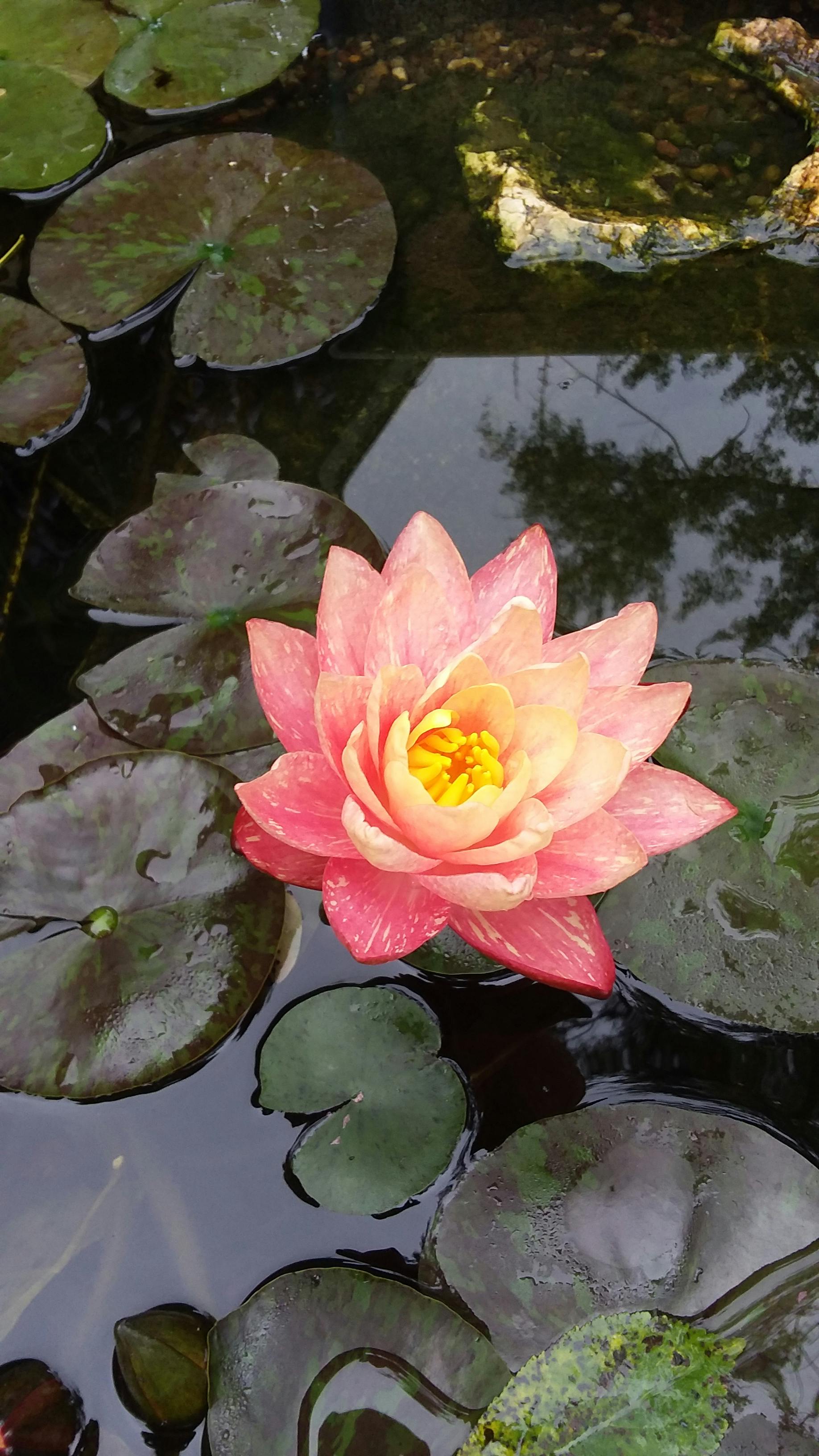 Nymphaea Wanvisa | Live Aquatic Pond Plants | Tropical & Hardy Water ...