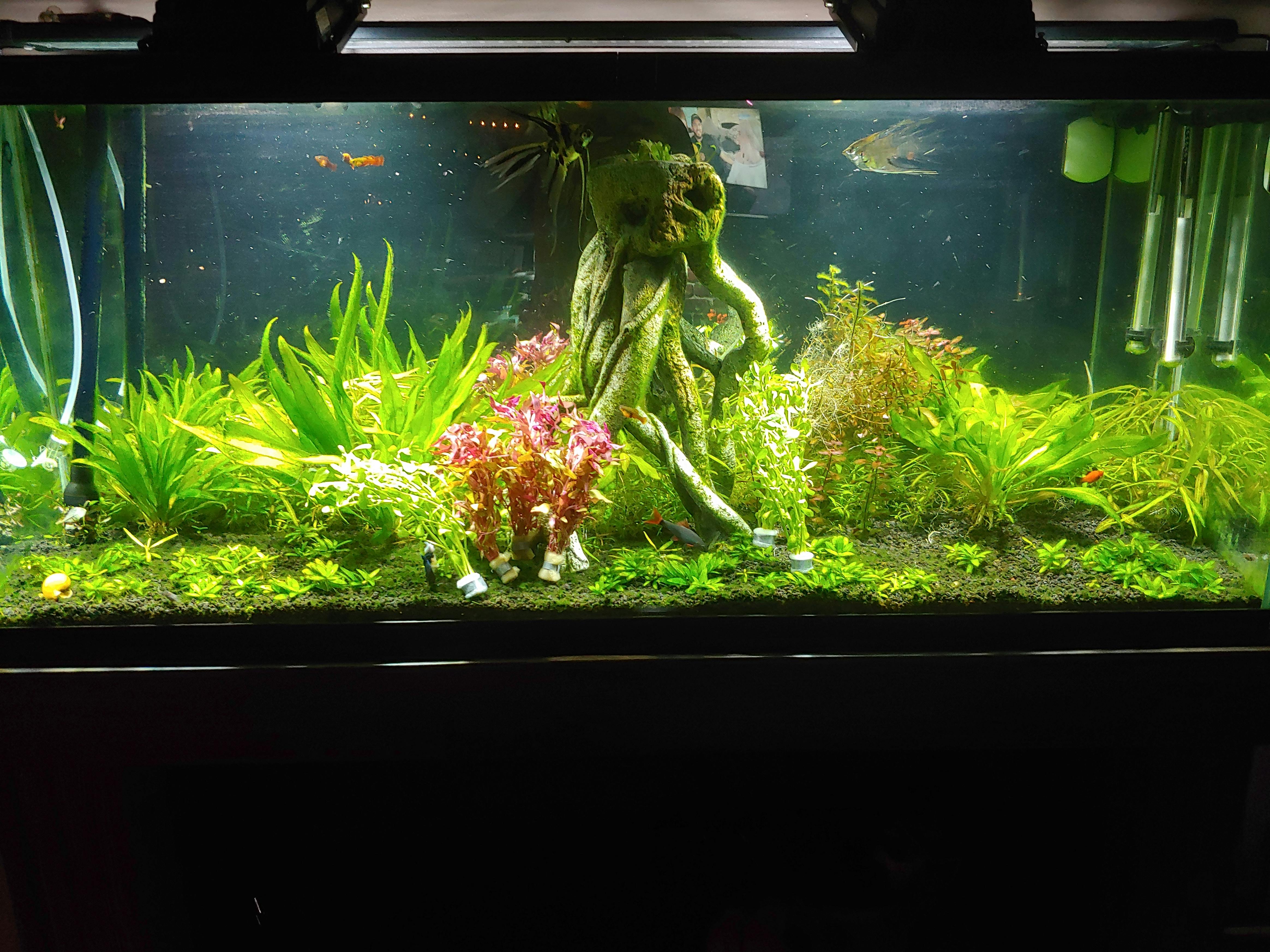 Bacopa Monnieri Moneywort APF® Free Shipping Live Aquatic Plants Aquarium Plants Factory