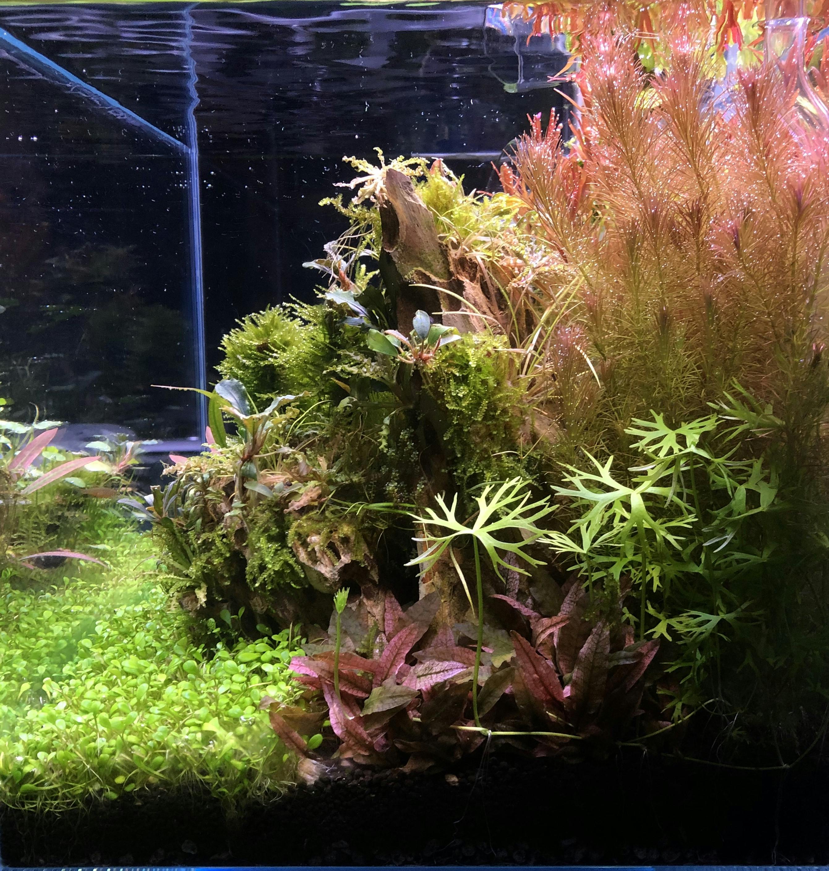 Home & Hobby Beautiful pink stem plant 2-5 stems Rotala wallichii Live ...