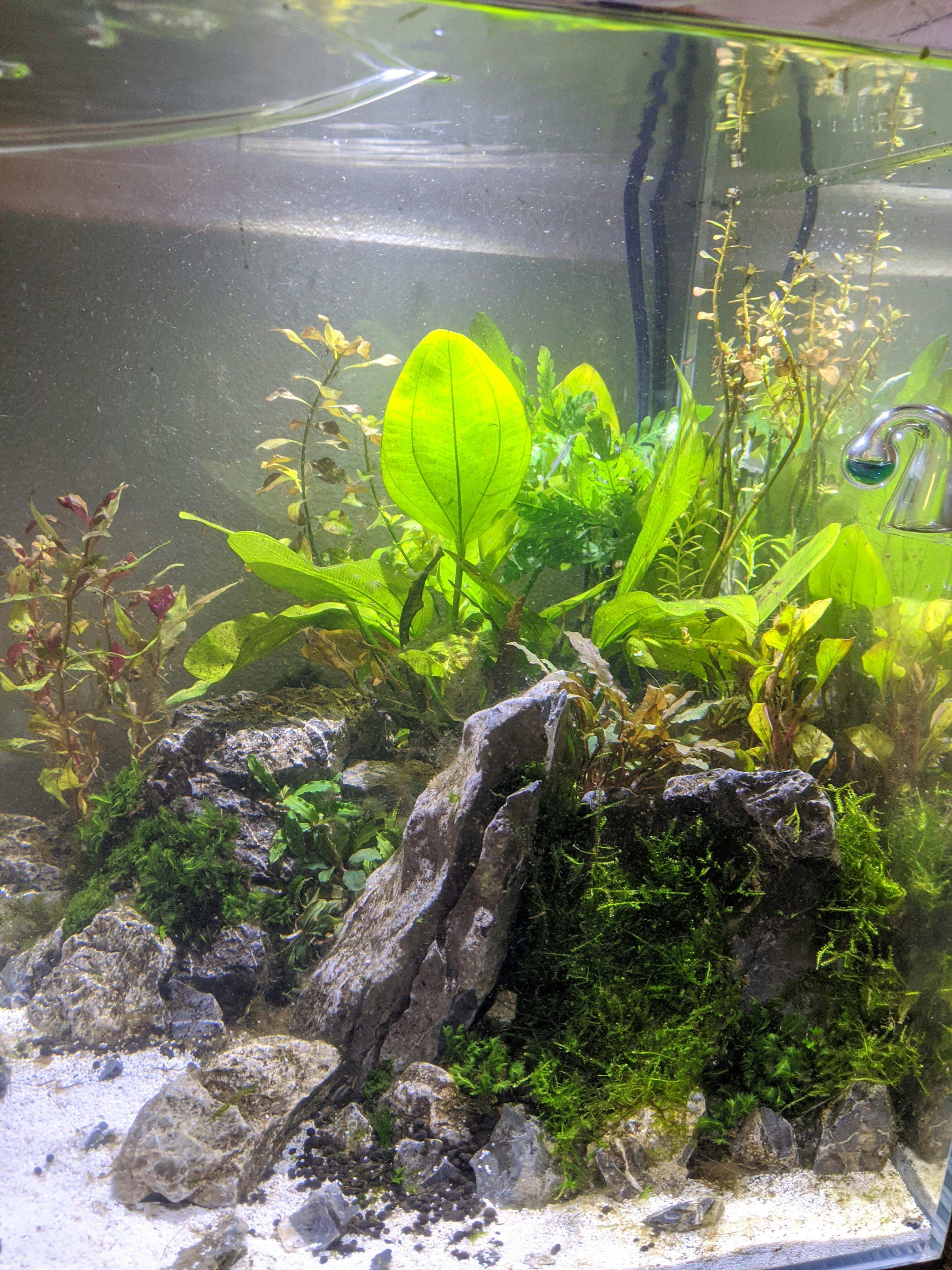 Vesicularia Ferriei Weeping Moss on Slate Rock APF® Aquatic Plants ... Moss On Rocks In Aquarium
