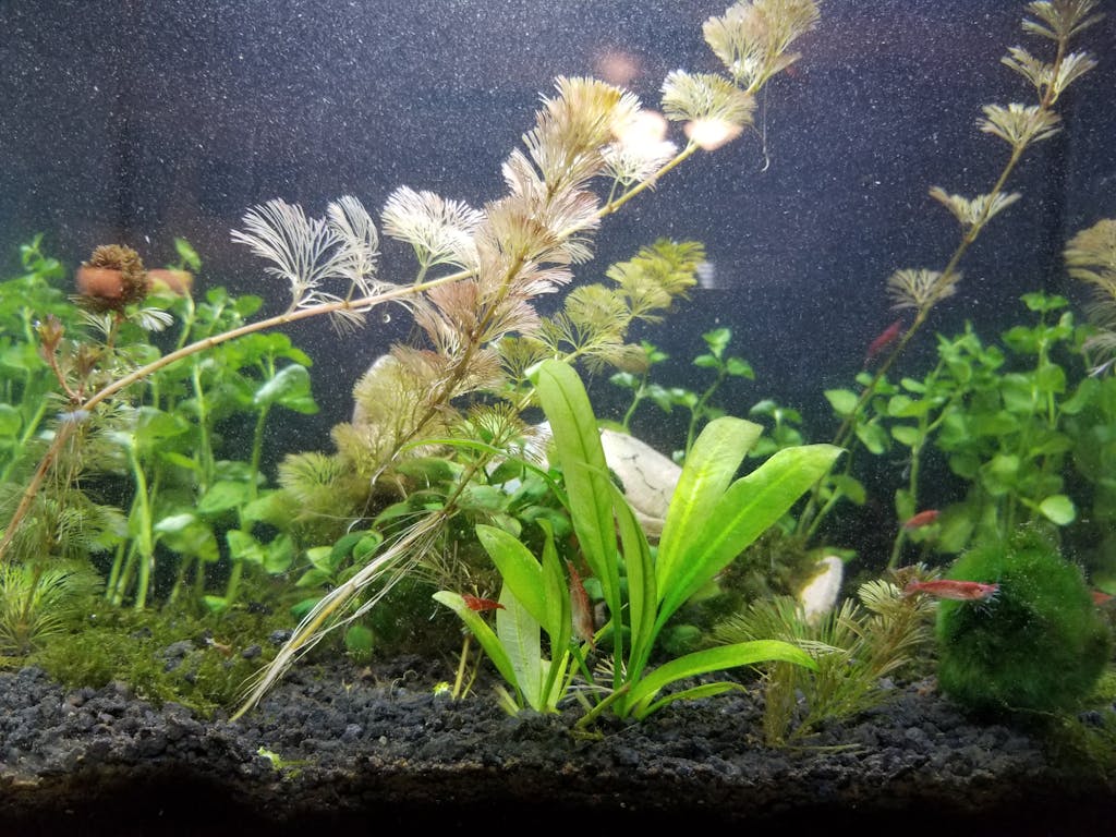 Clinopodium Browne Creeping Mint Charlie Free Shipping Live Aquatic Plants Aquarium Plants Factory