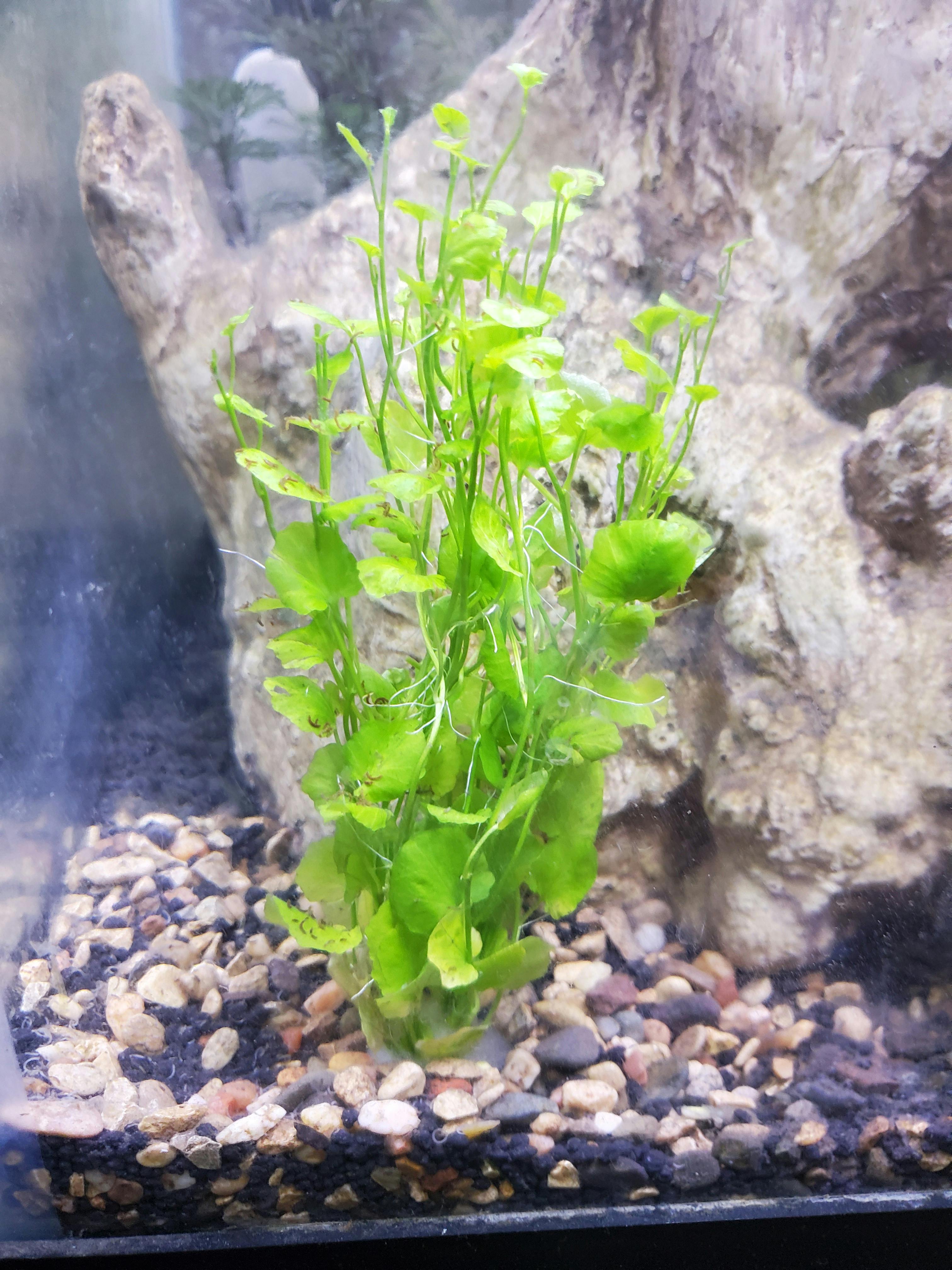 Mainam Cardamine Lyrata Japanese Cress Easy Live Aquarium Freshwater Plants Decorations 3 Days Live Guaranteed