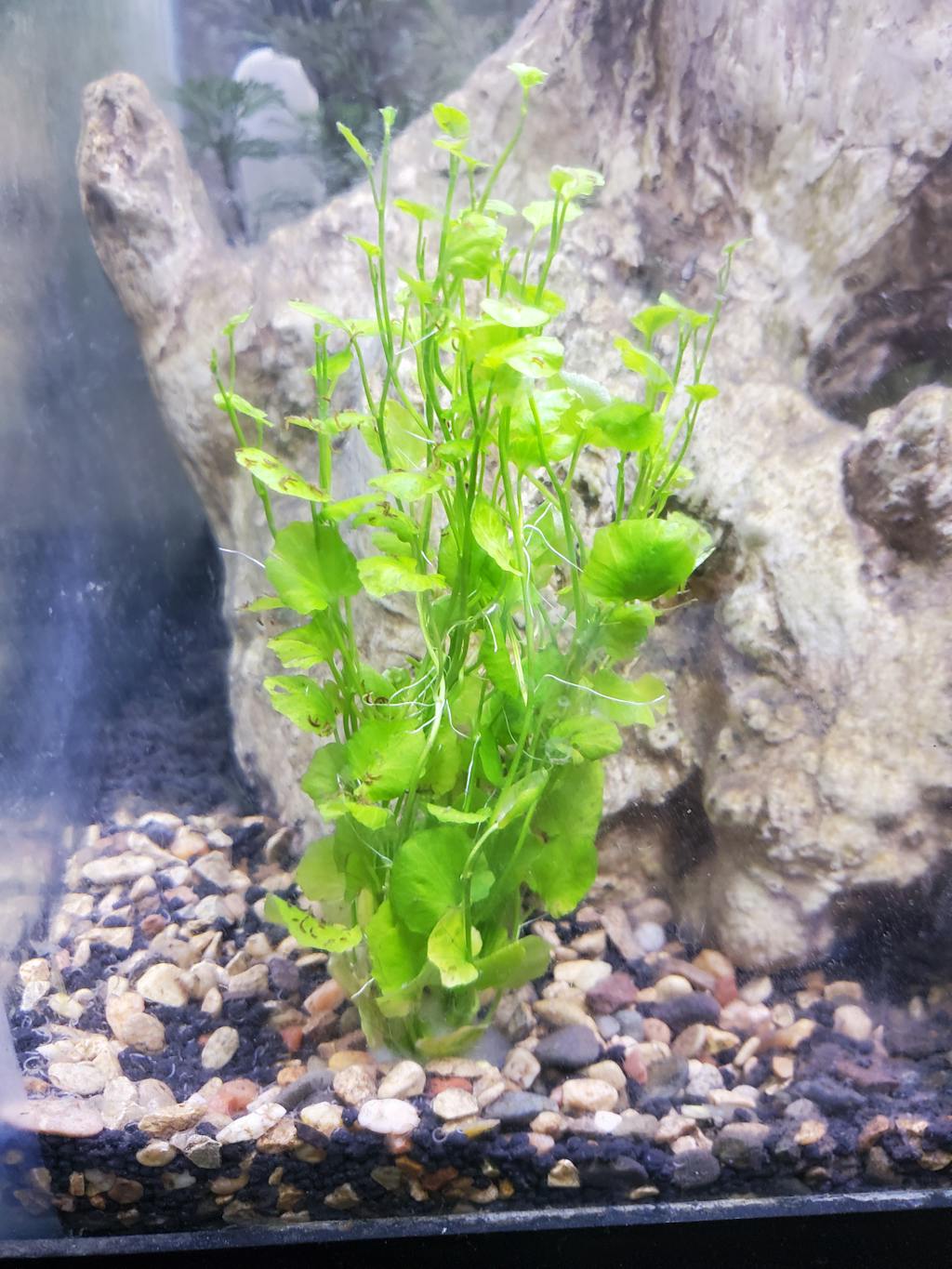 Cardamine Lyrata Aquarium Plants Factory® APF Free Shipping