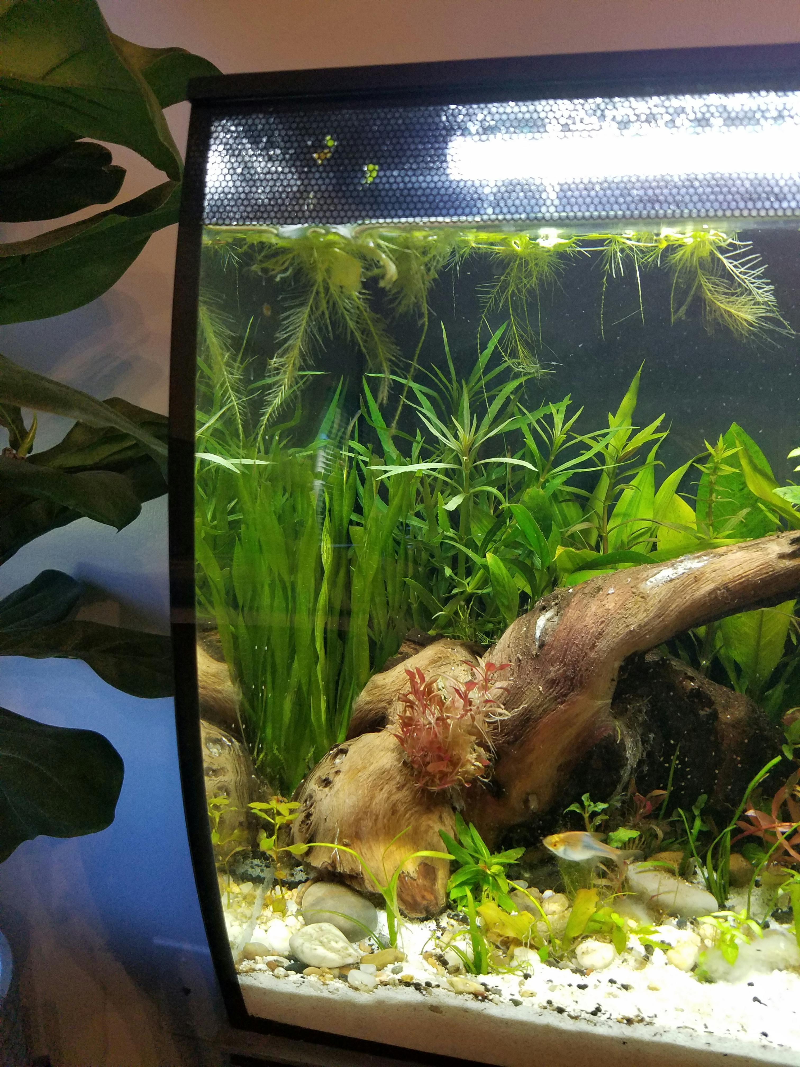 Vallisneria Asiatica / Corkscrew Val APF Aquarium Plants Factory®