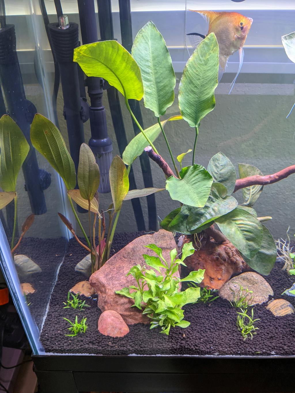 Anubias Bonsai Wavy APF Aquarium Plants Factory®