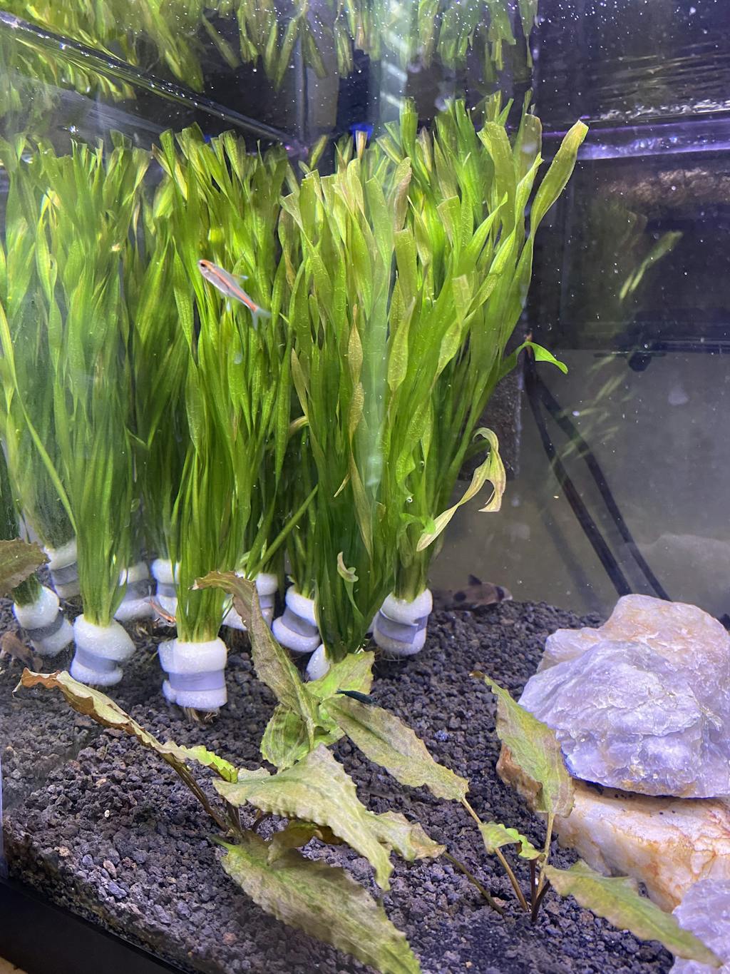 Vallisneria Americana Corkscrew Val | APF Aquarium Plants Factory®