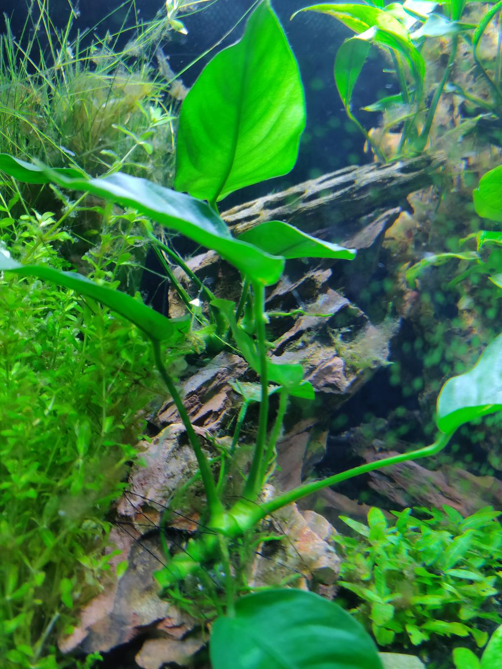 Anubias Nana Loose Rhizome | APF Aquarium Plants Factory®