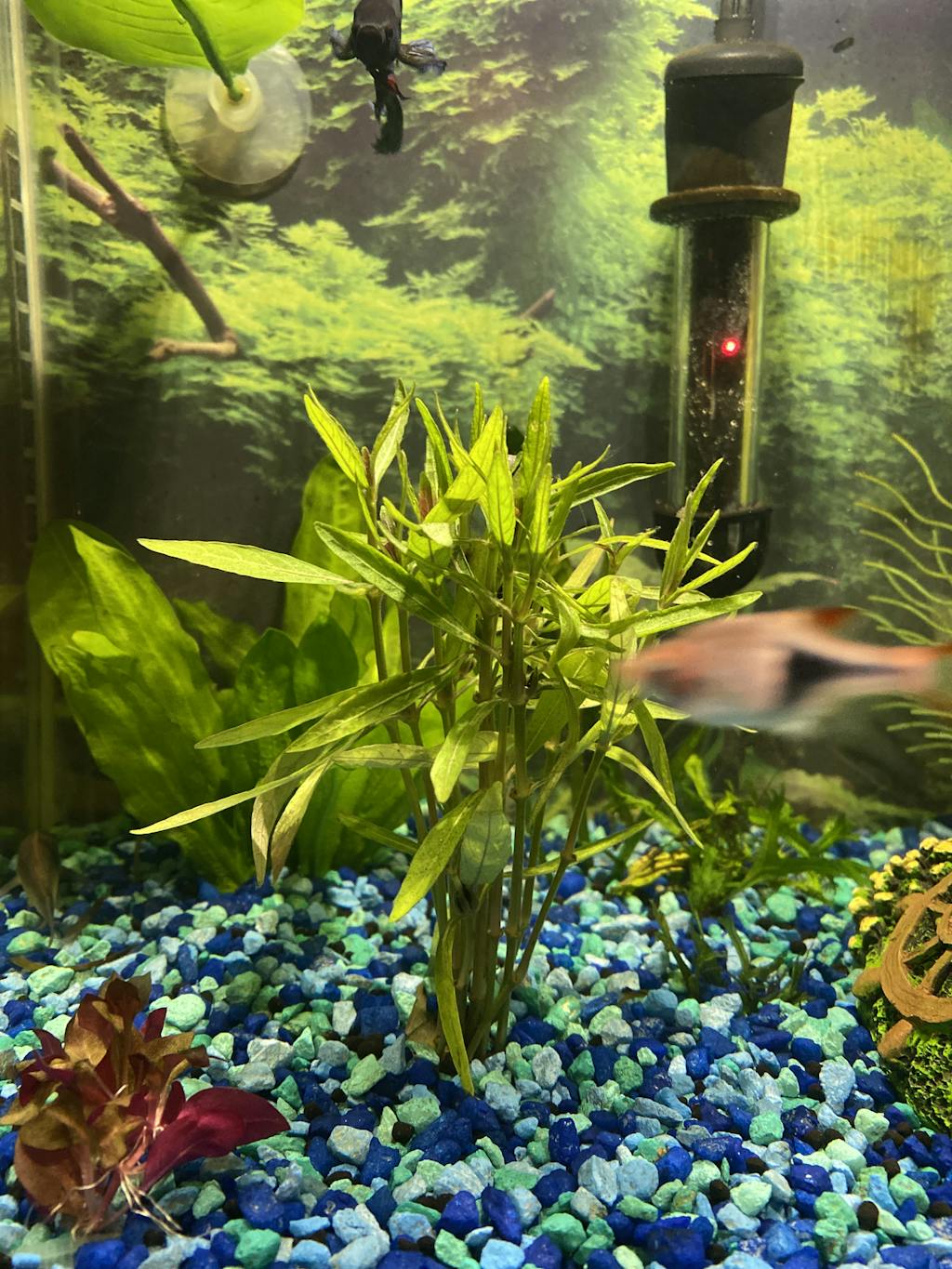 Hygrophila Lancea 'Araguaia' Aquarium Plants Factory®