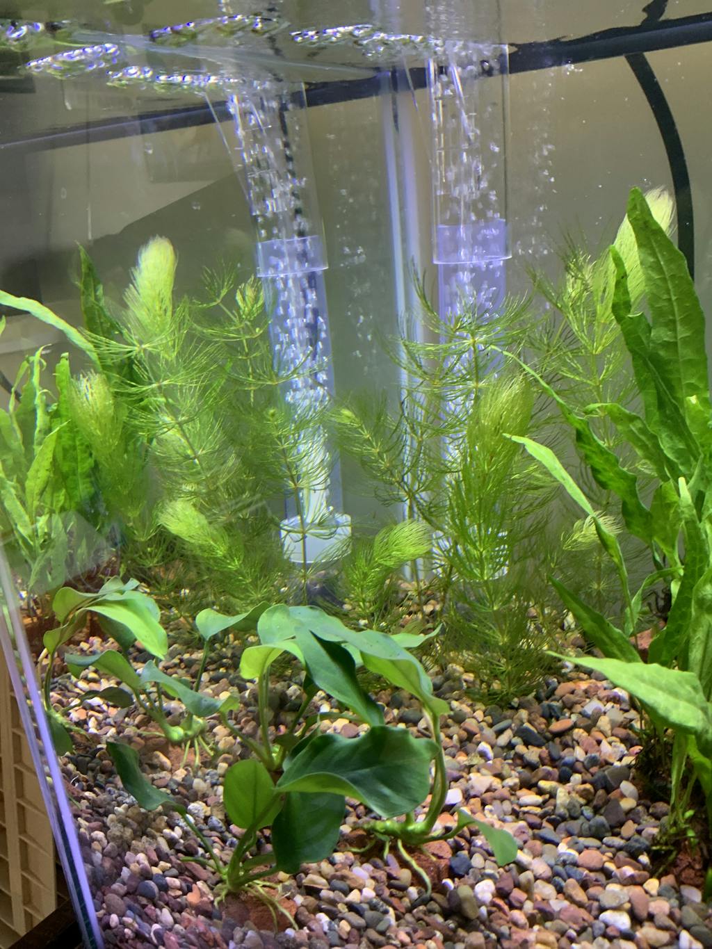 Hornwort APF® Ceratophyllum Demersum Free Shipping Live Aquatic Plants