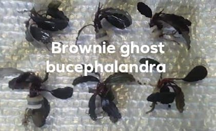 Bucephalandra Brownie Ghost | Aquarium Plants Factory®