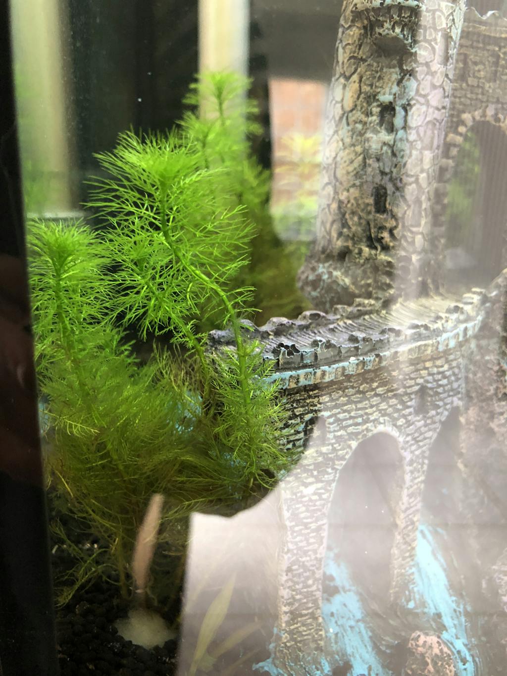 Myriophyllum Tetrandrum APF Aquarium Plants Factory®