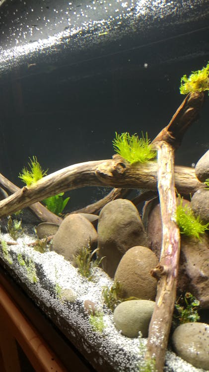 Christmas Moss Vesicularia 2 Cup Live Aquarium Plant Decoration 