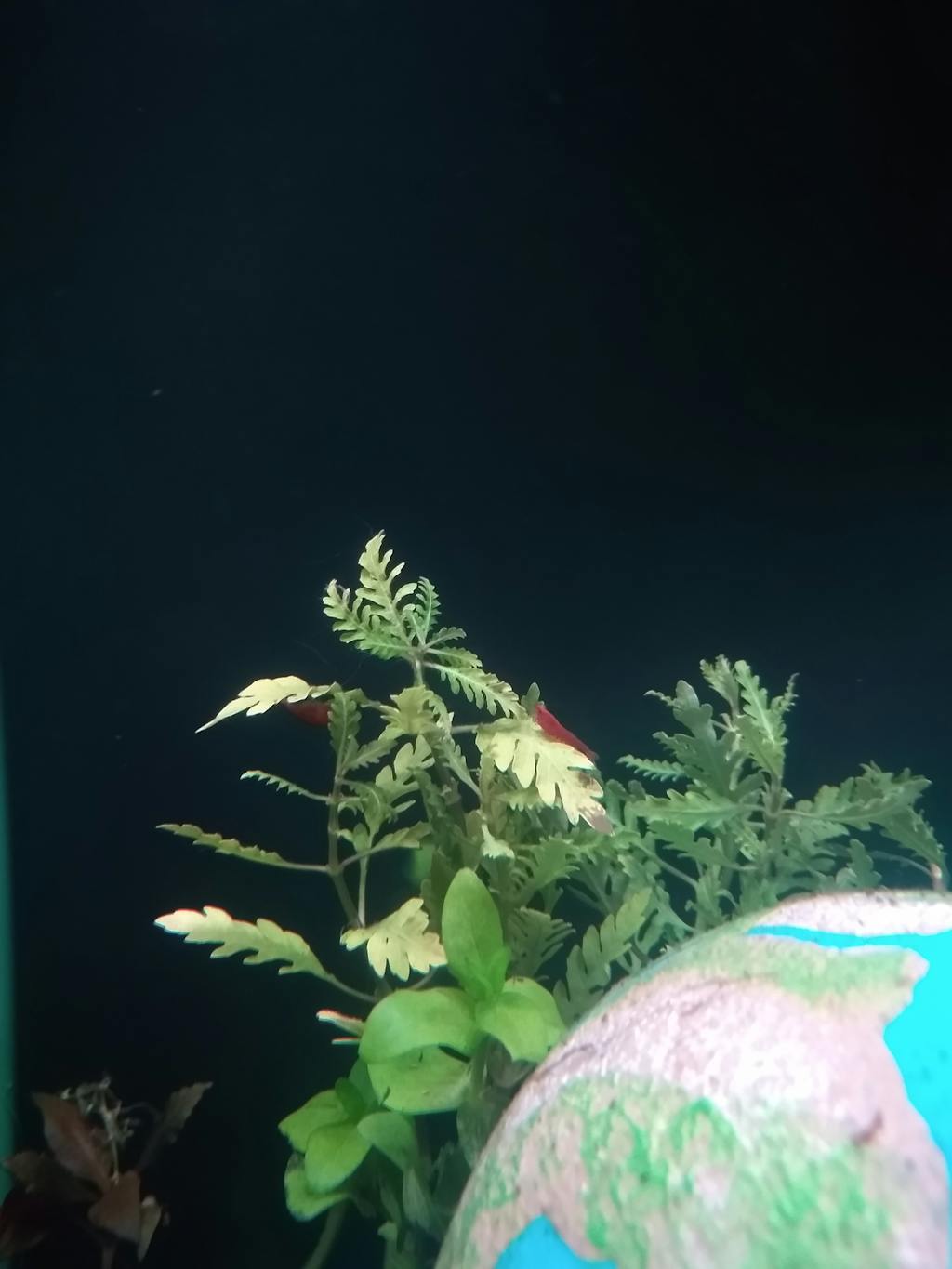 Hygrophila Pinnatifida Aquarium Plants Factory®