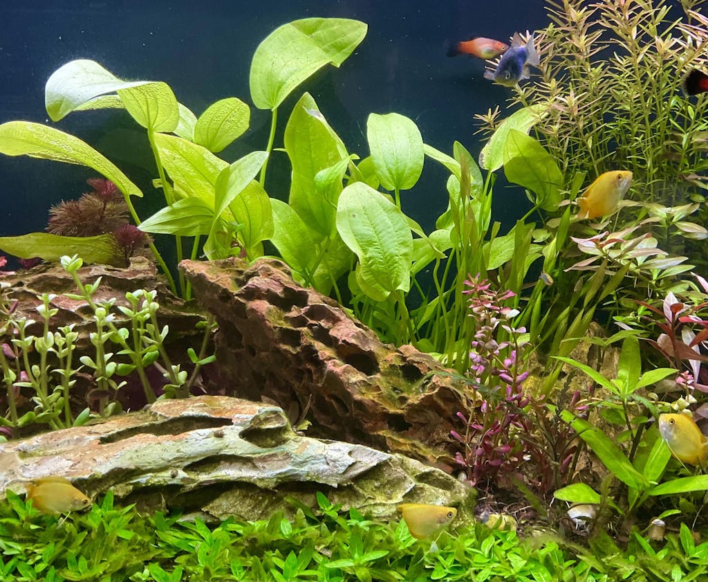 Echinodorus Marble Queen / Radican Sword | Aquarium Plants Factory®