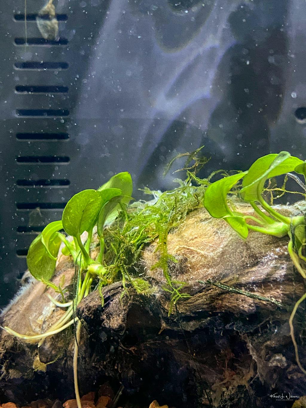 Anubias Petite | APF Aquarium Plants Factory®