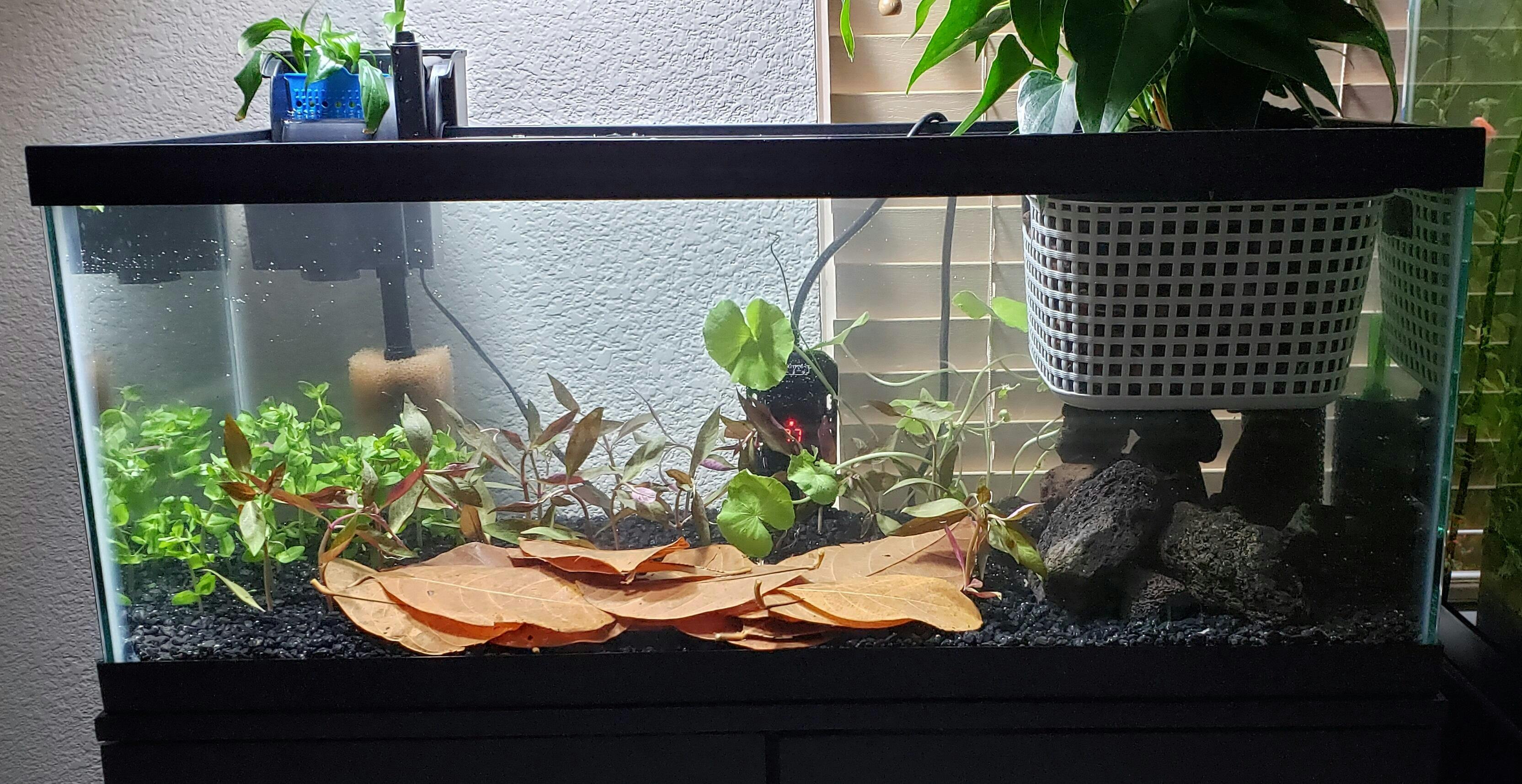 bacopa amplexicaulis aquarium