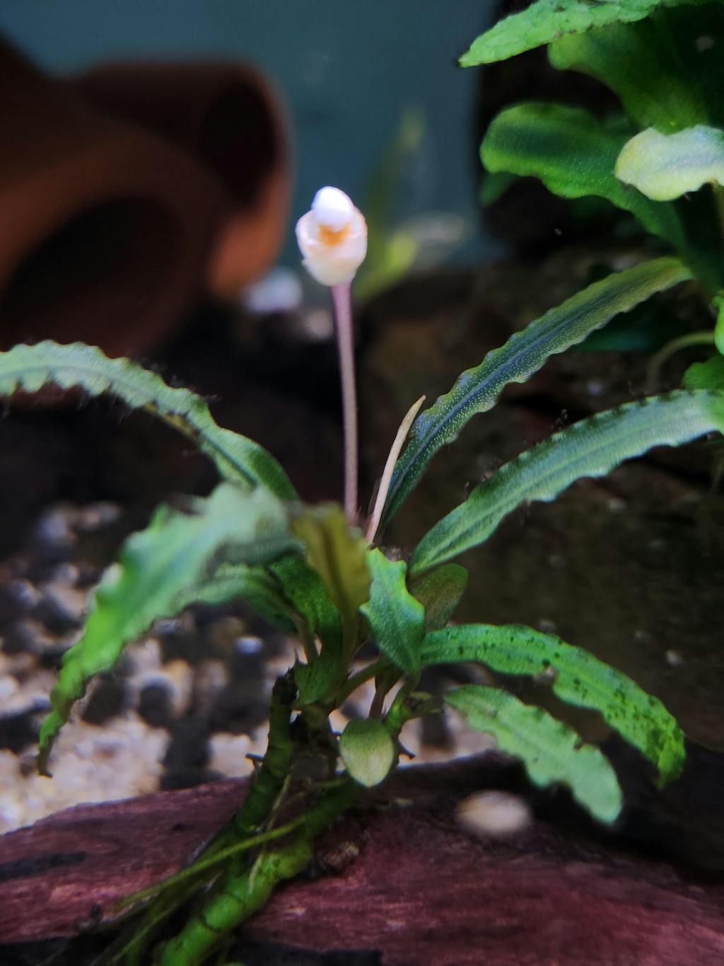 Bucephalandra Pink Godzilla / Kedagang Pink | Aquarium Plants Factory