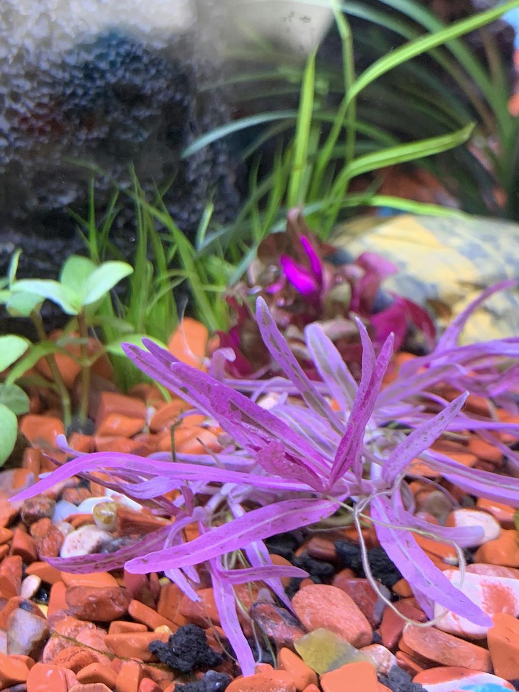 Hygrophila lancea 'Chai' APF Aquarium Plants Factory®
