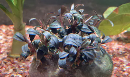 Bucephalandra sp. Ghost nakamoto 11-12(武家ファンド | SS Bucephalandra sp. Ghost nakamoto 11-12(武家ファンド | SS