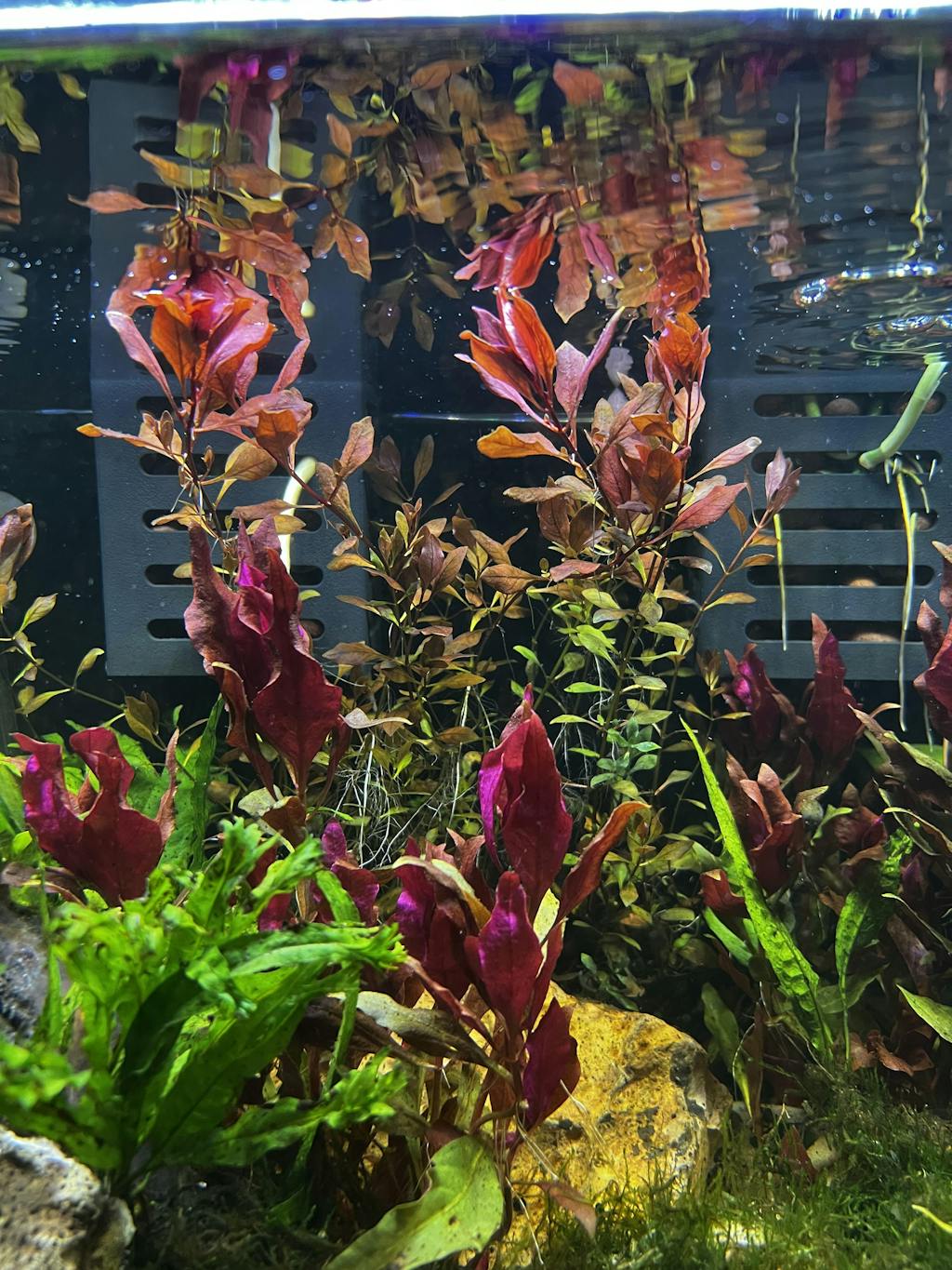 Ludwigia Mini Super Red | APF Aquarium Plants Factory®