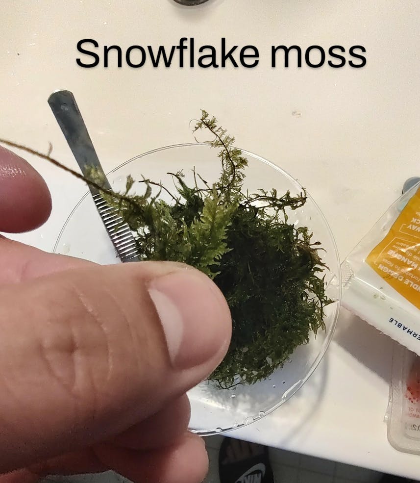White snowflakes  Claypot - Aquaplants