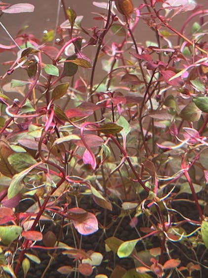 Ludwigia Repens with 6+ Stems – Live Aquarium Plants