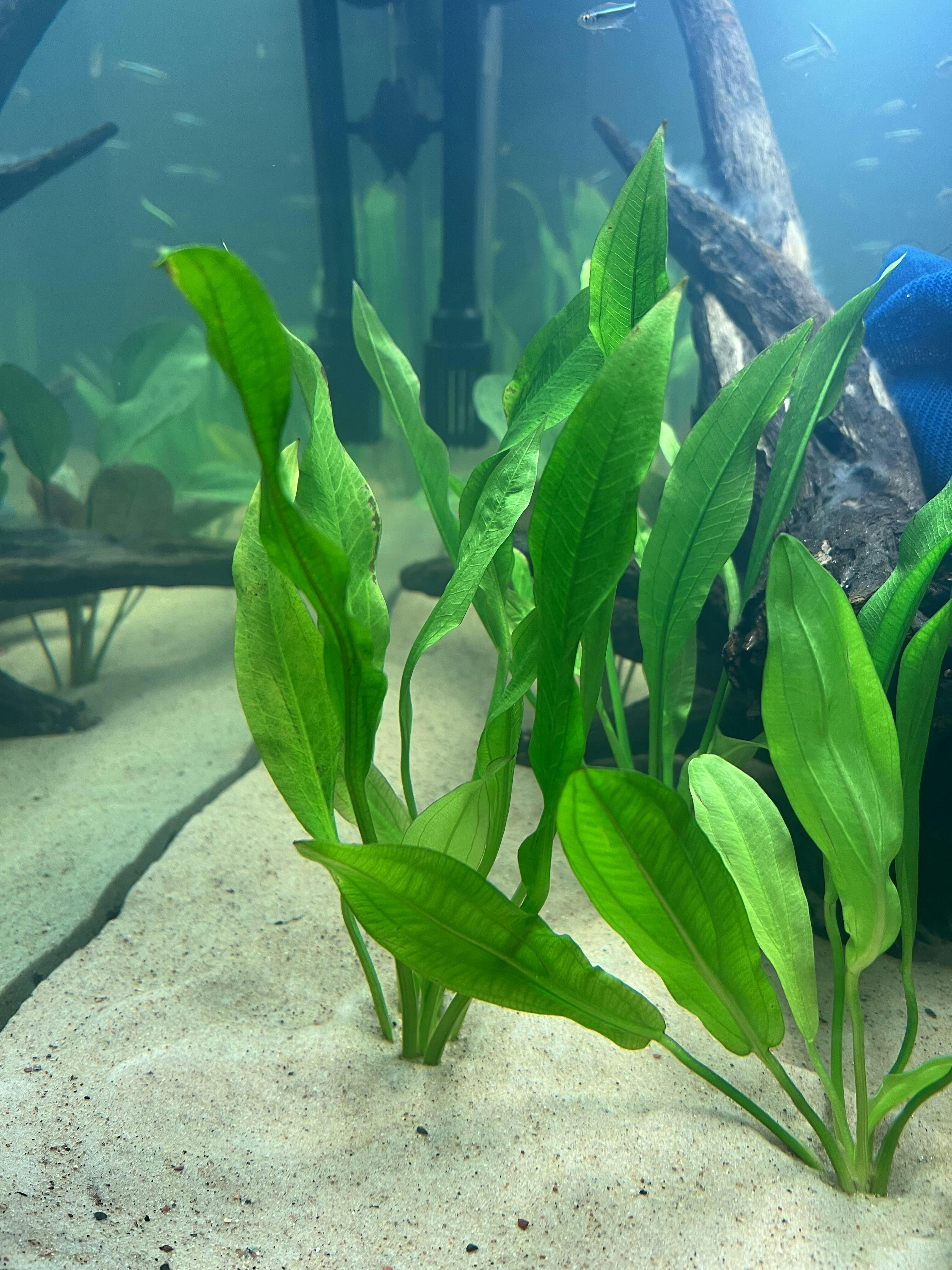 Echinodorus Bleheri Amazon Sword APF Aquarium Plants Factory®