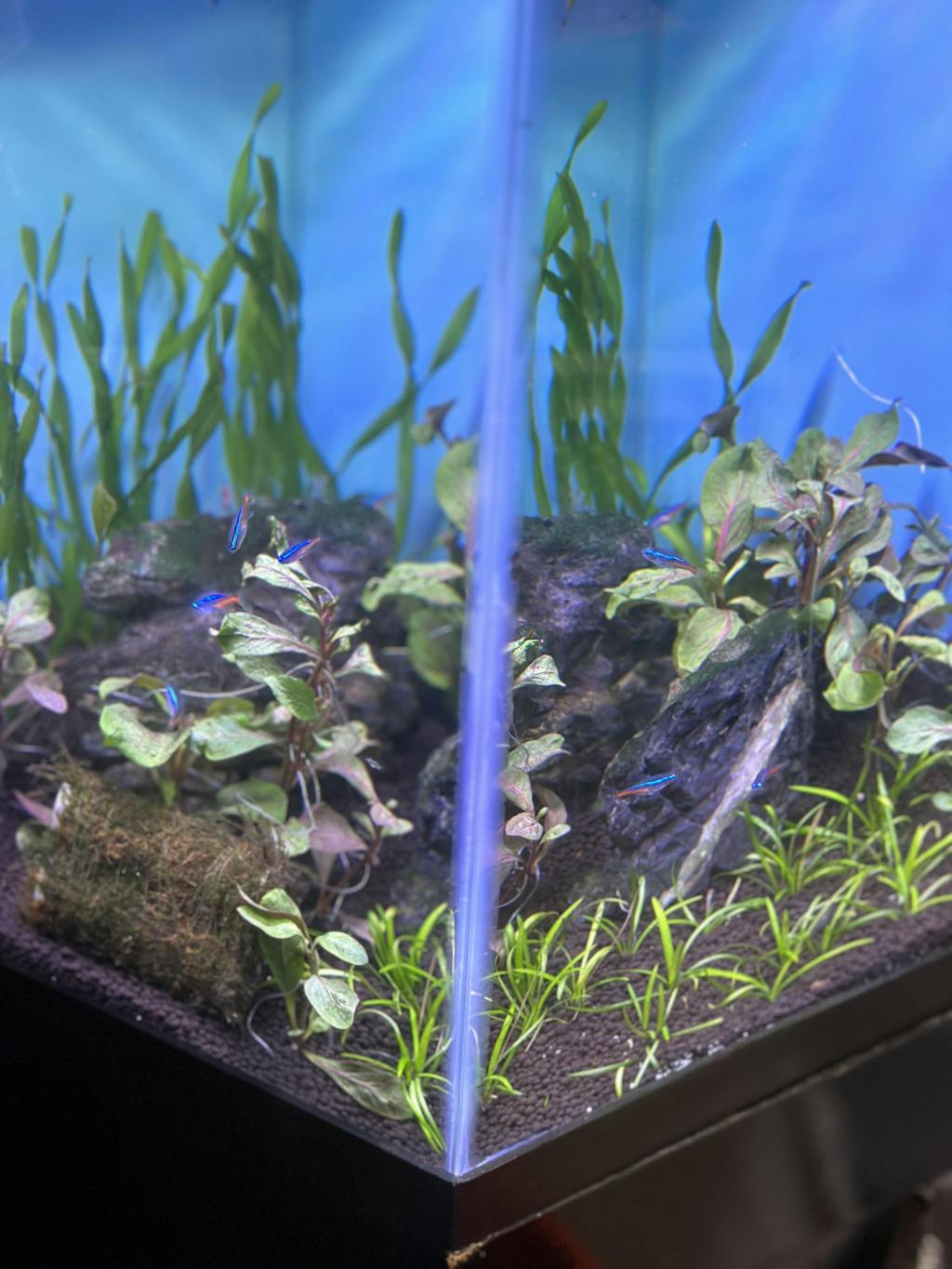 Alternanthera Red Broad Leaf APF Aquarium Plants Factory®