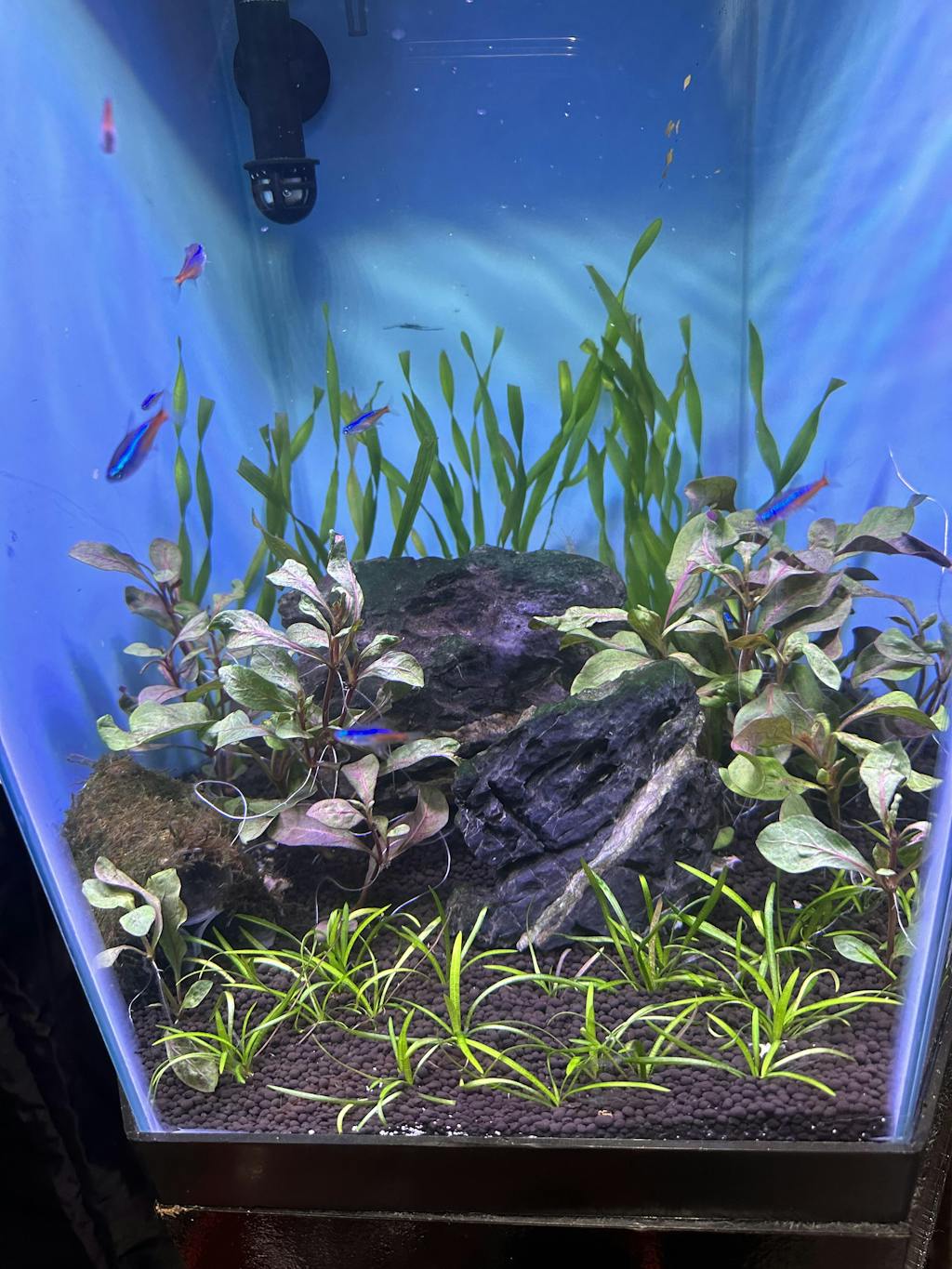 Alternanthera Red Broad Leaf APF Aquarium Plants Factory®