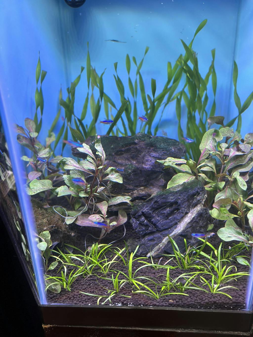 Alternanthera Red Broad Leaf APF Aquarium Plants Factory®