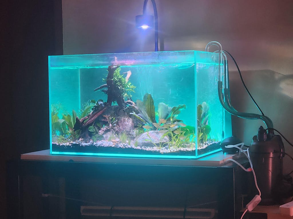 Helanthium Quadricostatus Broad Leaf Chain Sword Aquarium Plants Factory