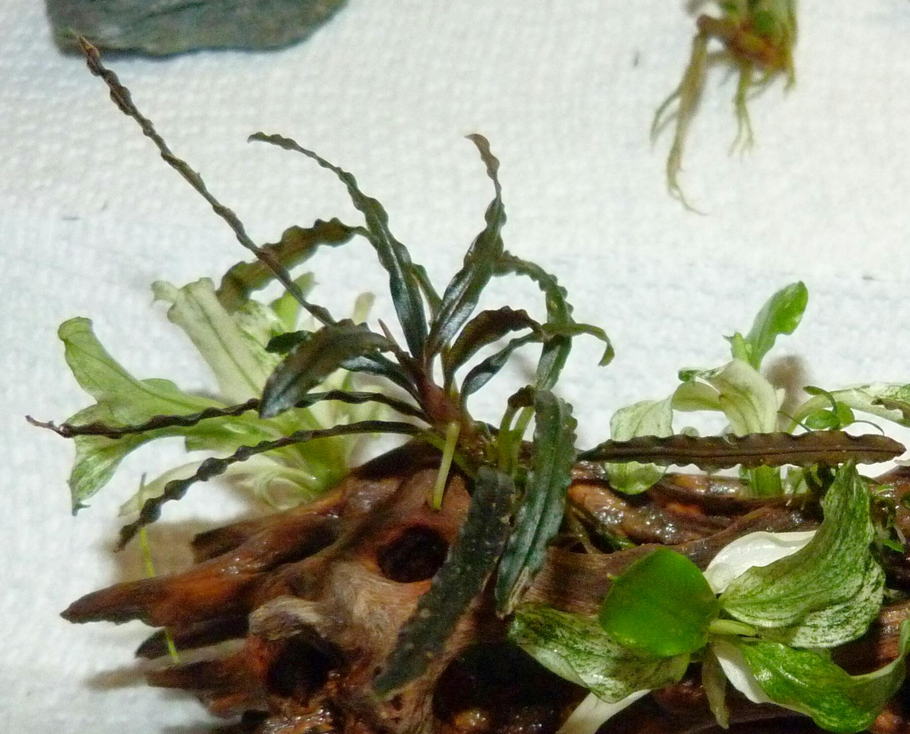 Bucephalandra Pink Godzilla Kedagang Pink | Aquarium Plants Factory