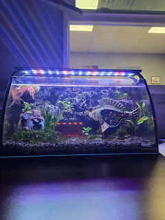Review picture