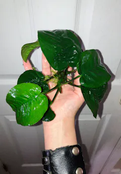 Review picture