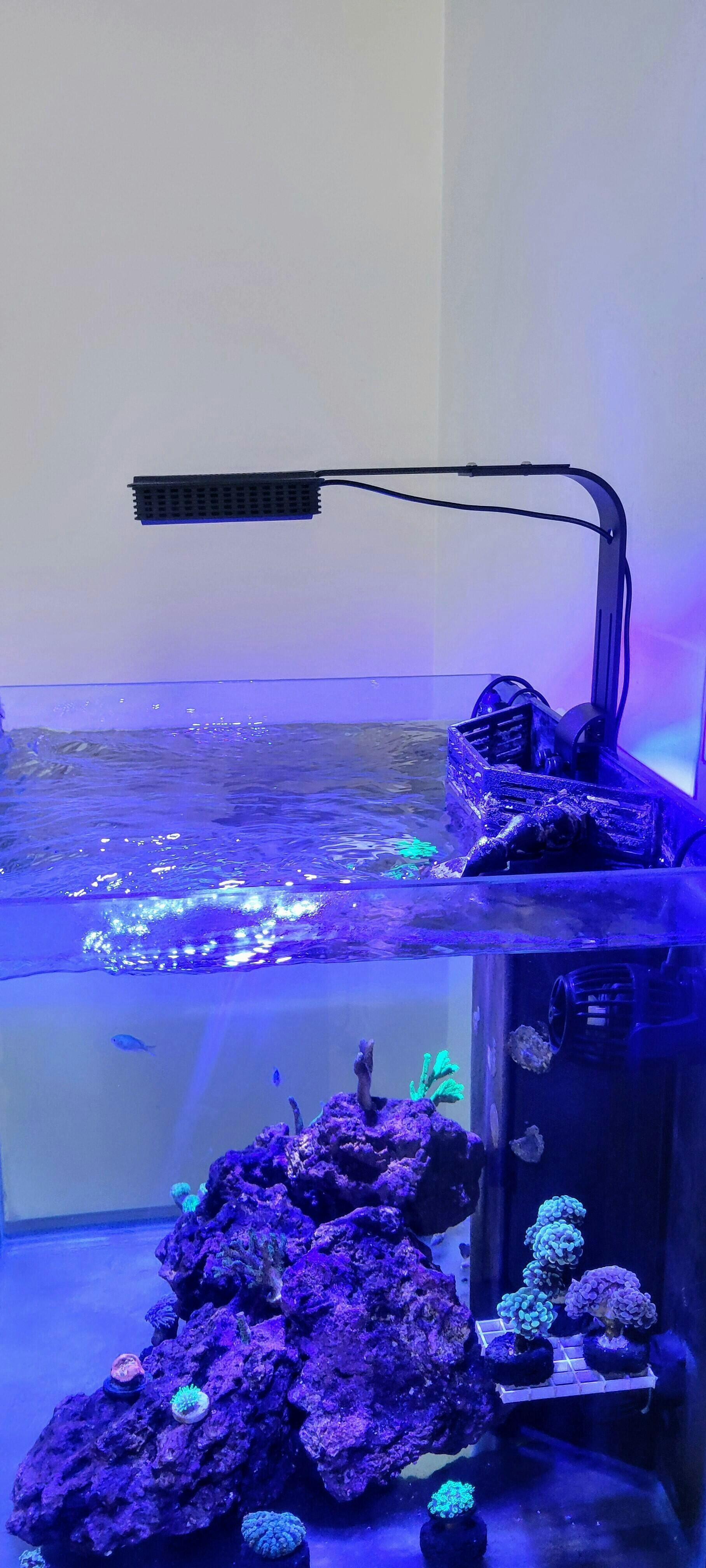 Manta by Reef Casa - 75W LED Reef Aquarium Light – Aquarium