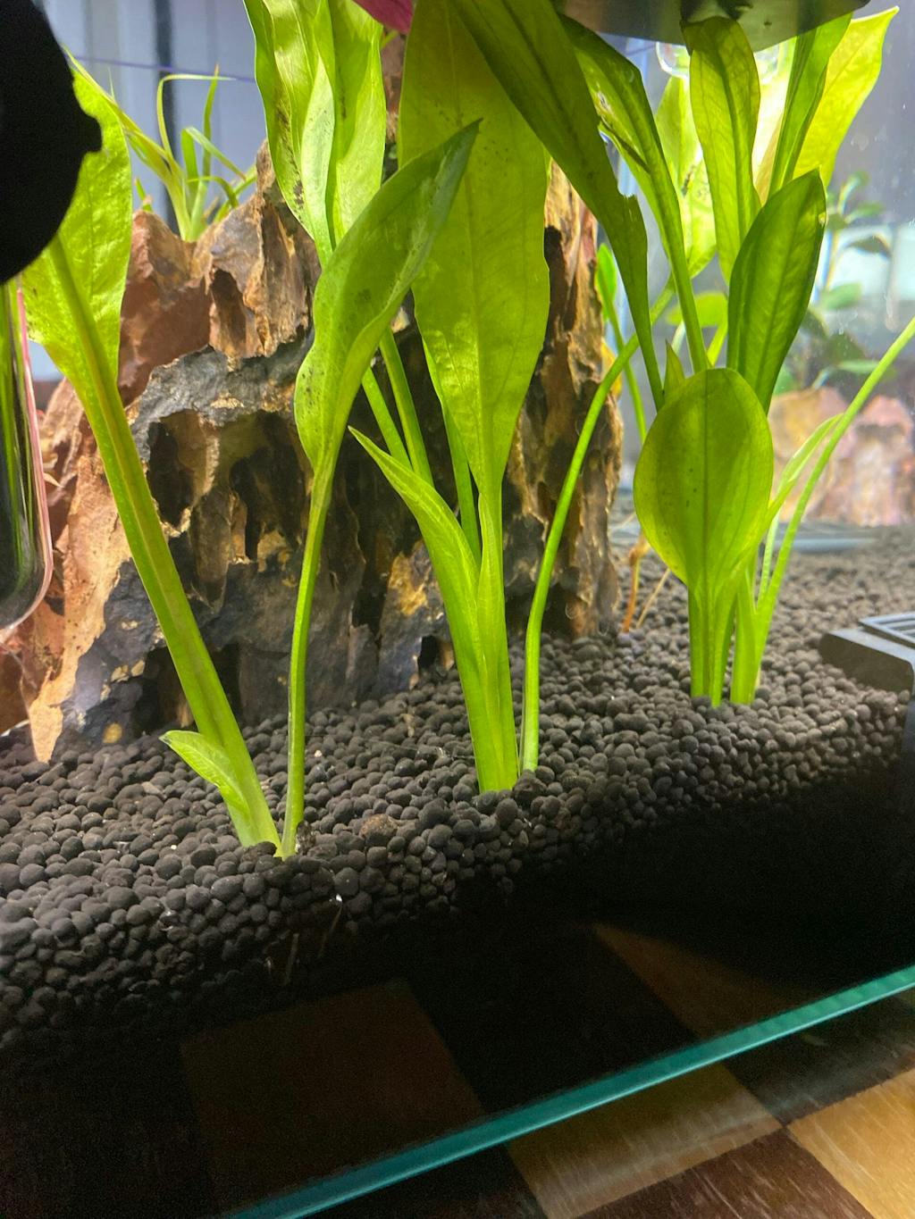 Amazon Sword Plant (Echinodorus amazonicus) AquaticMotiv