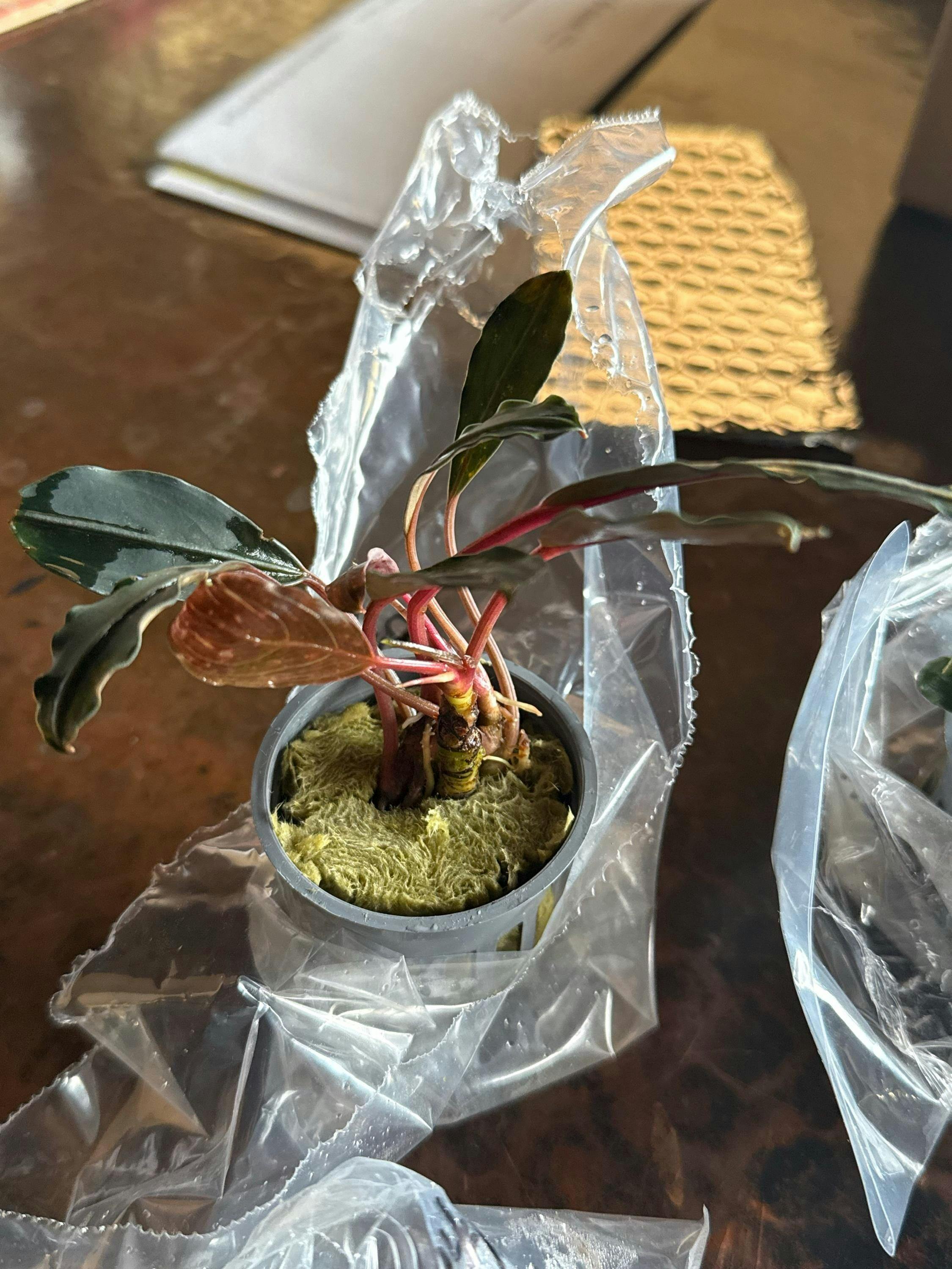 Bucephalandra Hellfire Deep Red Accents for Low Tech Tanks