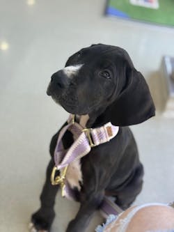 Lavender St Tropez Martingale Collar