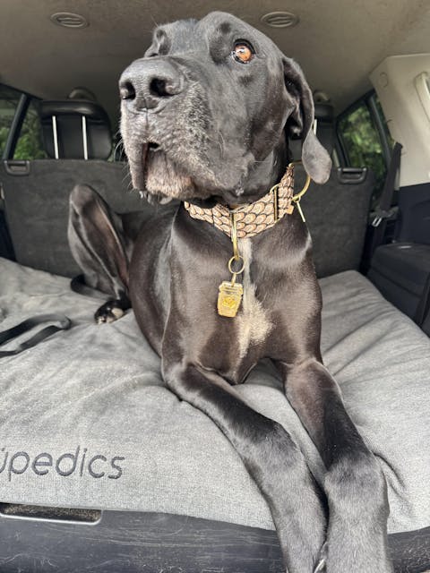 Mocha Mousse Monte Carlo Martingale Collar