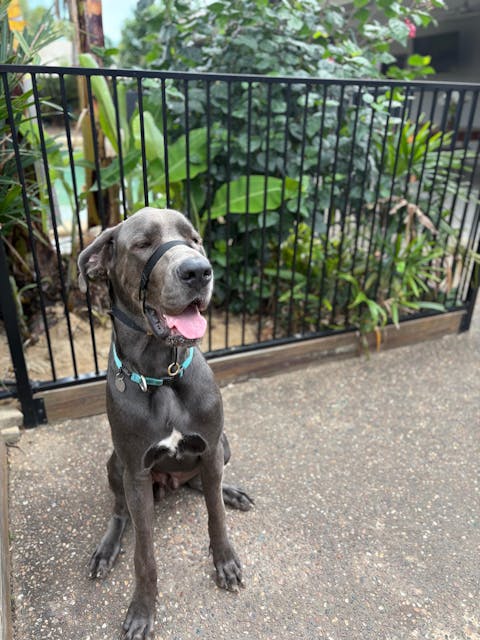 Noir Complete Adventure Training Halter